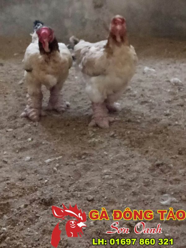 Trại Gà Đông Tảo