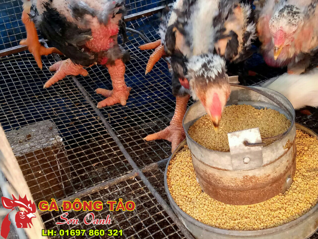 Trại Gà Đông Tảo
